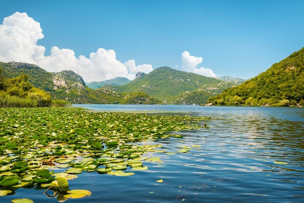 Loto en el lago skadar