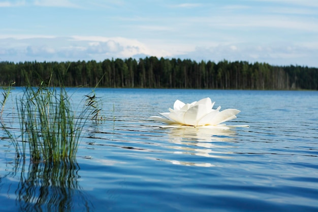 Foto el loto en el lago