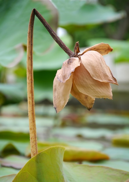 El loto marchito flor