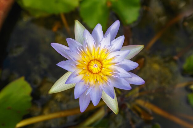 Loto morado en la cuenca del agua