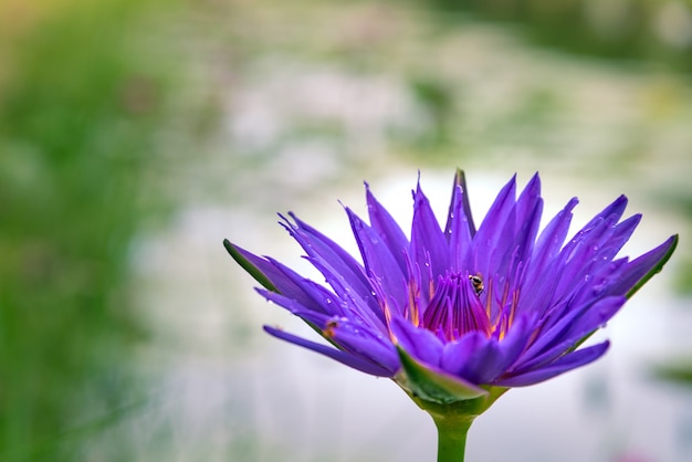 Loto morado en el estanque