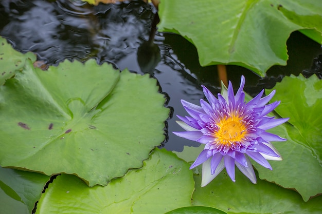 Loto púrpura en el agua del lago.