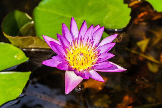 Loto púrpura o lirio de agua púrpura en la charca.