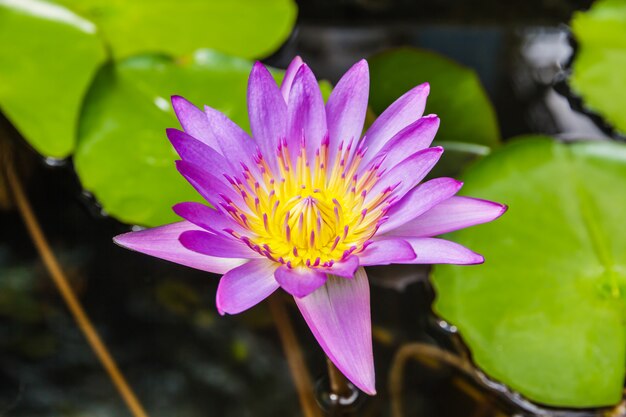 Loto púrpura o lirio de agua púrpura en la charca.