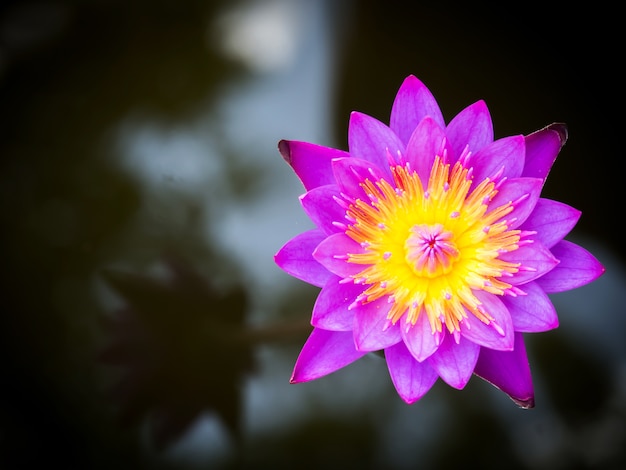 Loto púrpura que florece en una libra. Planta acuática. Flor tropical