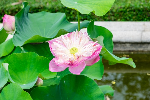 Loto rosa, agua lilly, flor abierta hermosa.