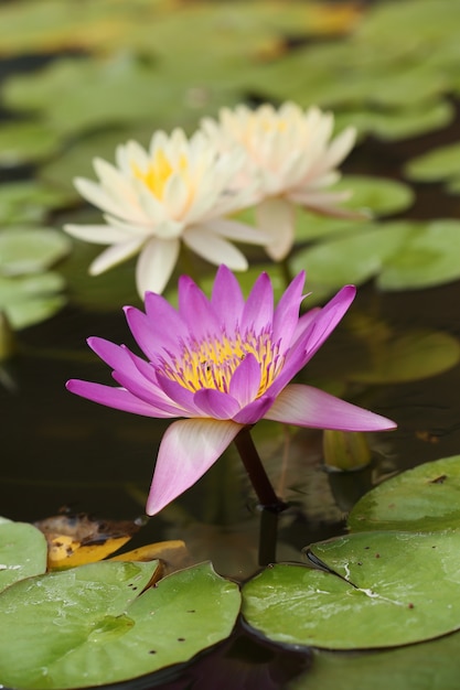 loto rosa y blanco o lirio de agua