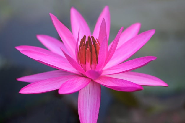 Foto loto rosa en el estanque del jardín