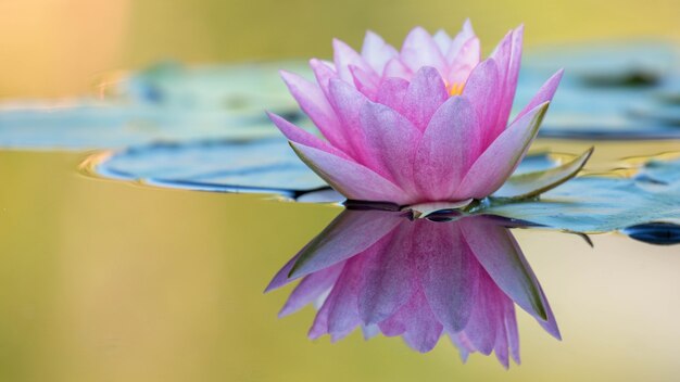 Foto loto rosa en el estanque