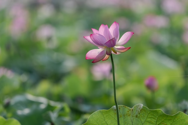 El loto rosa florece en verano.