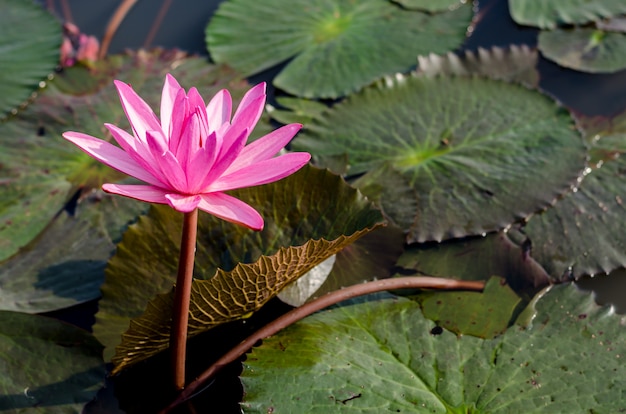 Loto rosa flotando en el lago