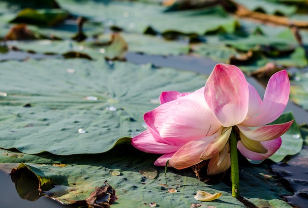 Loto rosa flotando en el lago