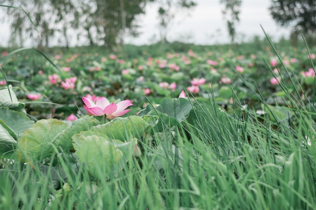 Loto rosa en la piscina