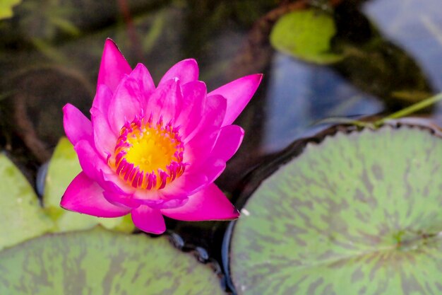 Loto rosa polen amarillo que florece con hojas verdes sobre fondo