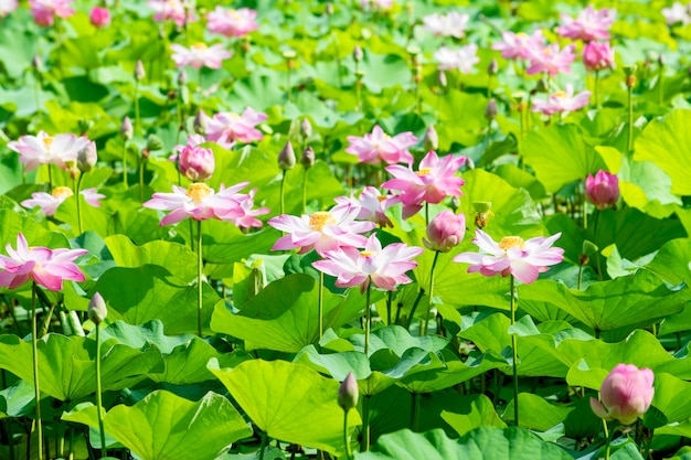 Loto rosa que crece en el estanque