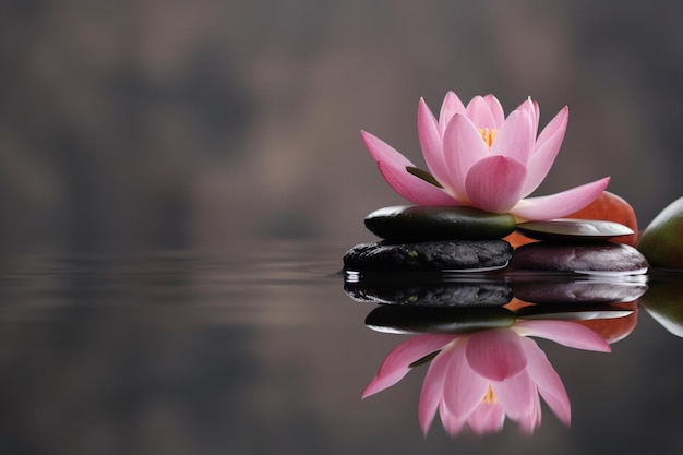 Un loto rosa sobre piedras con el reflejo del agua.