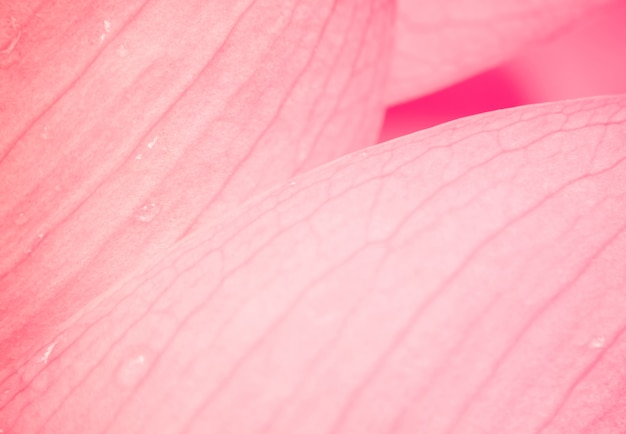 Foto loto rosa