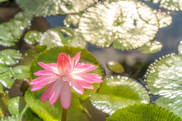 Loto rosado blomming en la charca.