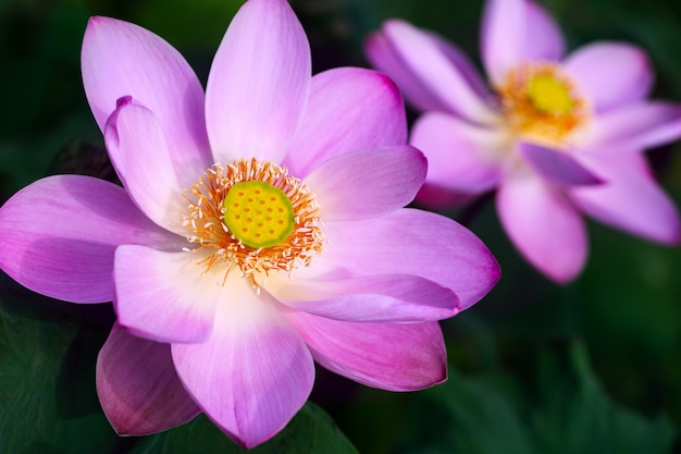 Loto rosado dos en el primer del día soleado