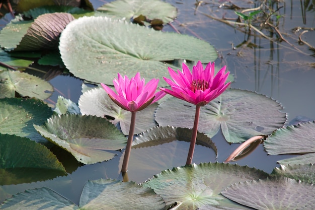 El loto rosado está floreciendo en el lago.