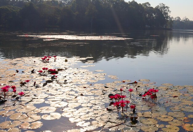 Lotos rosas florecientes en el agua del estanque