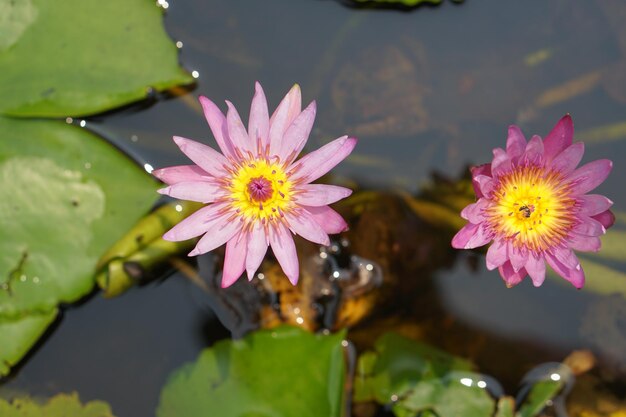 Lotosblume im Lesepark