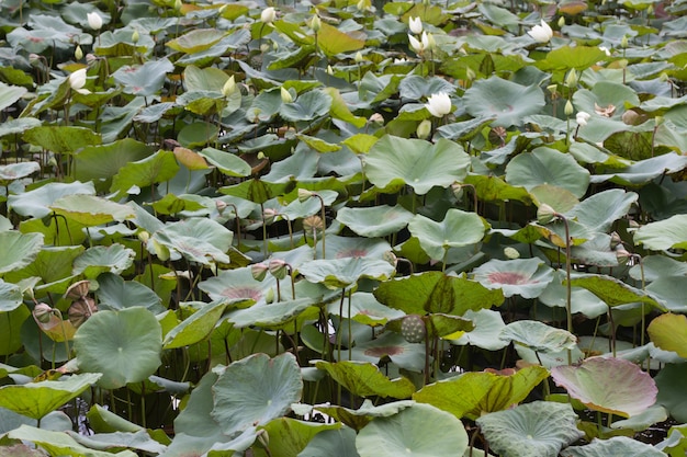 Foto lotosblumen und schöne lotosblätter