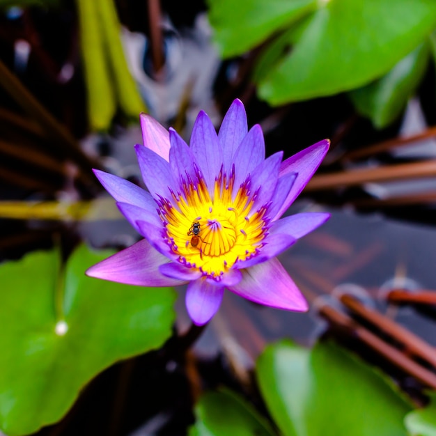 Lotosblumenblüte im Teich