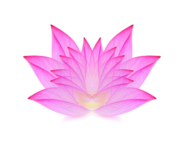 Lotus aislado en superficie blanca.
