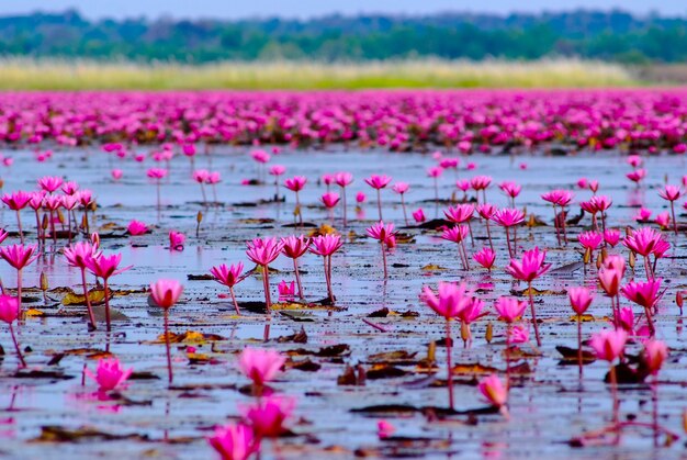 Lotus am See