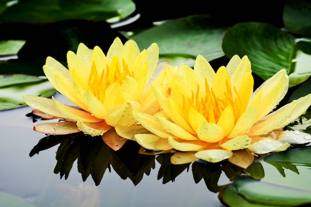 Lótus amarelos que florescem na lagoa.