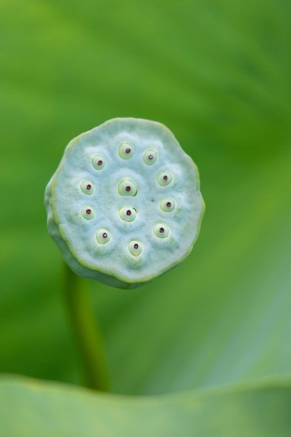 Lótus americano Nelumbo lutea vertical