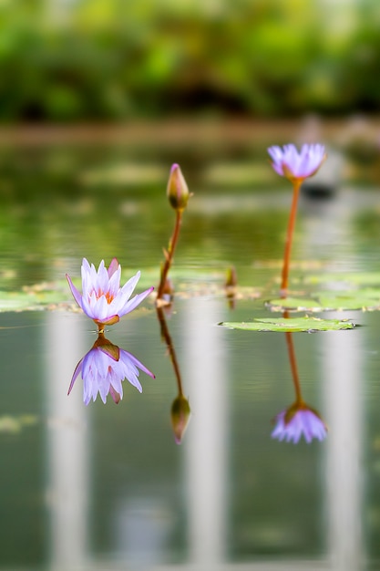 Lotus-Anlage in Bandung, Indonesien