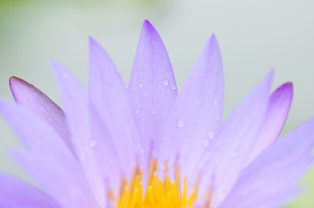 Lótus azul macro