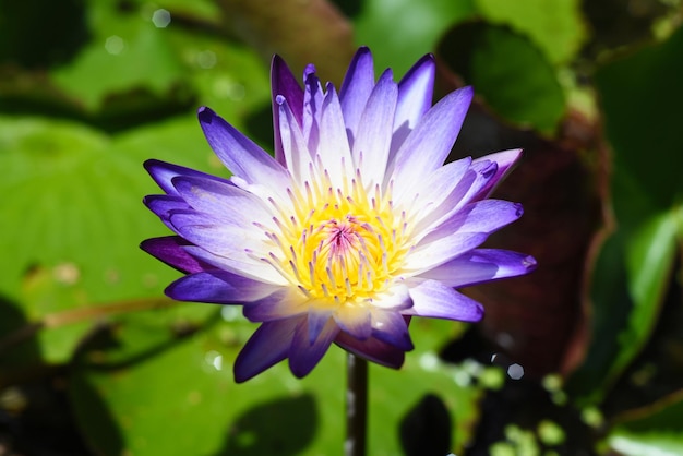 Lótus azul ou lírio d'água crescendo no Vietnã fecham