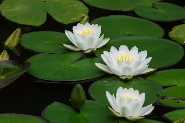 Lotus blanco en el jardín