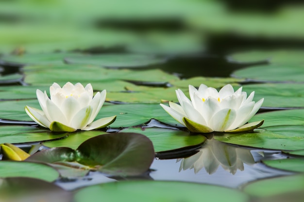 Lotus blanco en el jardín