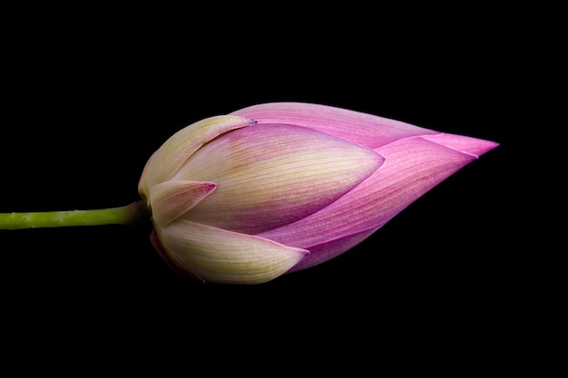 Lotus-Blume getrennt auf schwarzem Hintergrund.