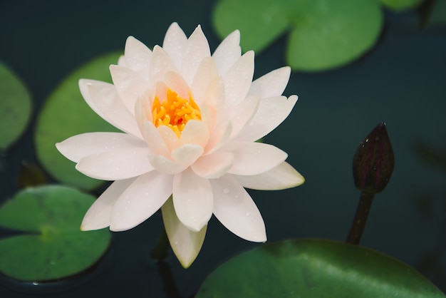 Lotus-Blume im Teich