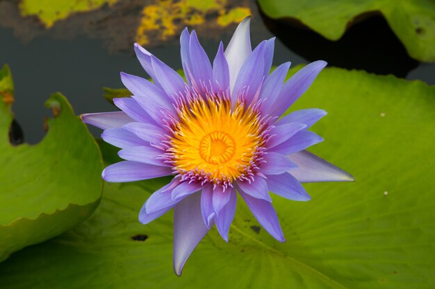 Lotus-Blume im Teich