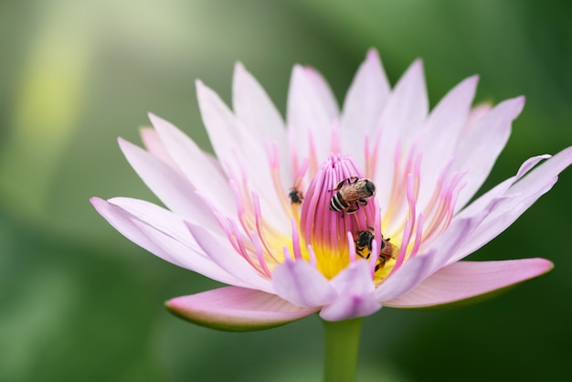 Lotus-Blume mit Schönheit verwischte Hintergrund.