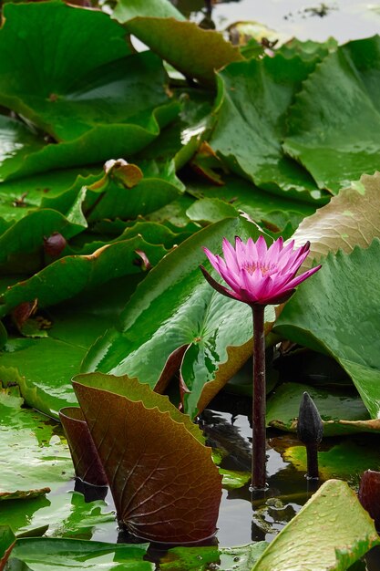 Lotus Blume schön