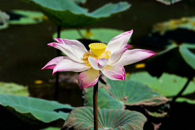 Lotus Blume und Lotus Blume Pflanzen