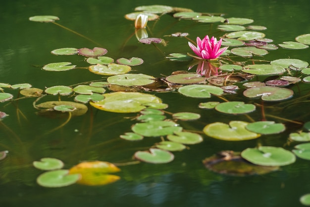 Lotus Blume