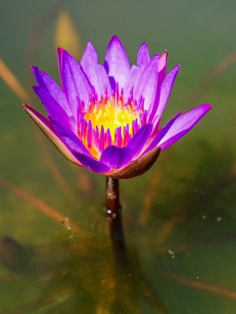 Lotus Blume