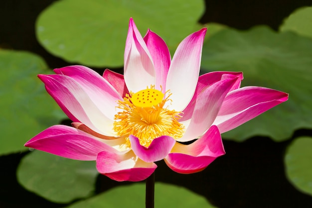 Lotus Blume