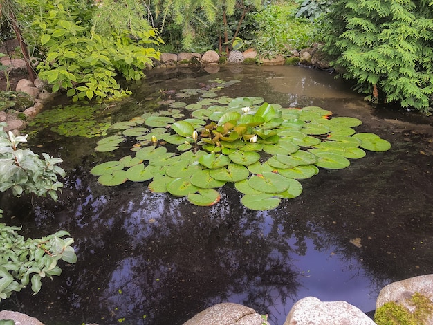 Lótus branco com pólen amarelo na superfície da lagoa. Lindas flores Nymphaea alba branca, comumente chamada de nenúfar. Pequeno lago de jardim com margens de pedra e muitas sempre-vivas decorativas.