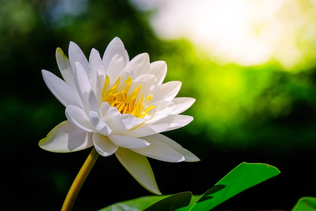 Lótus branco no jardim com o sol da manhã