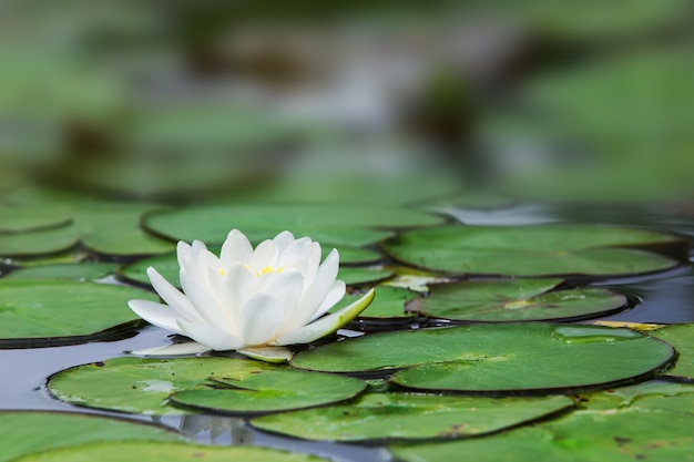 Lótus Branco no Jardim