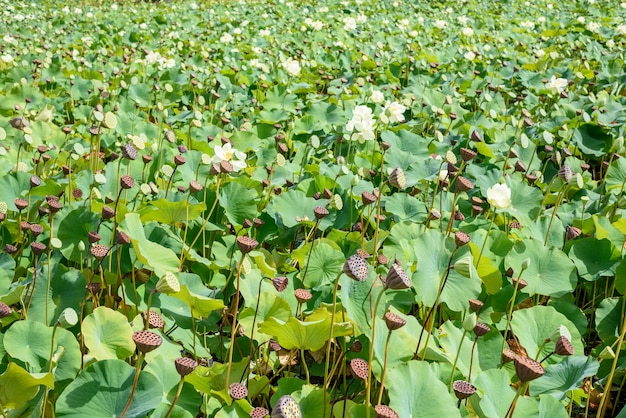 Lótus brancos florescendo, folhas verdes e vagens de lótus no lago